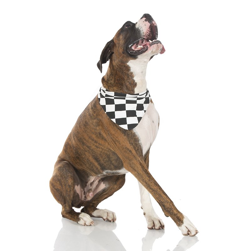 checkered flag dog collar